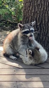 Mama raccoon and kit