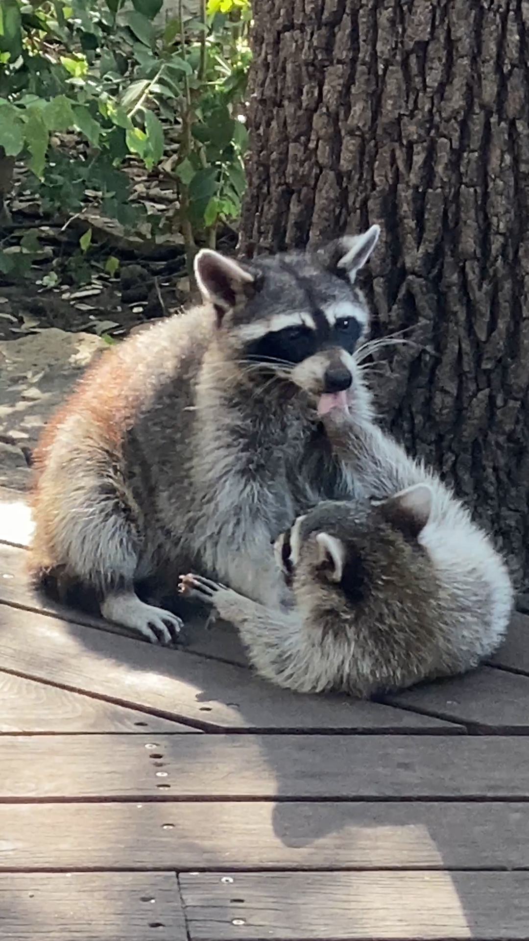 Mama raccoon and kit