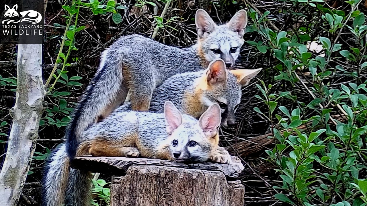 A three-fox party on a tall stump