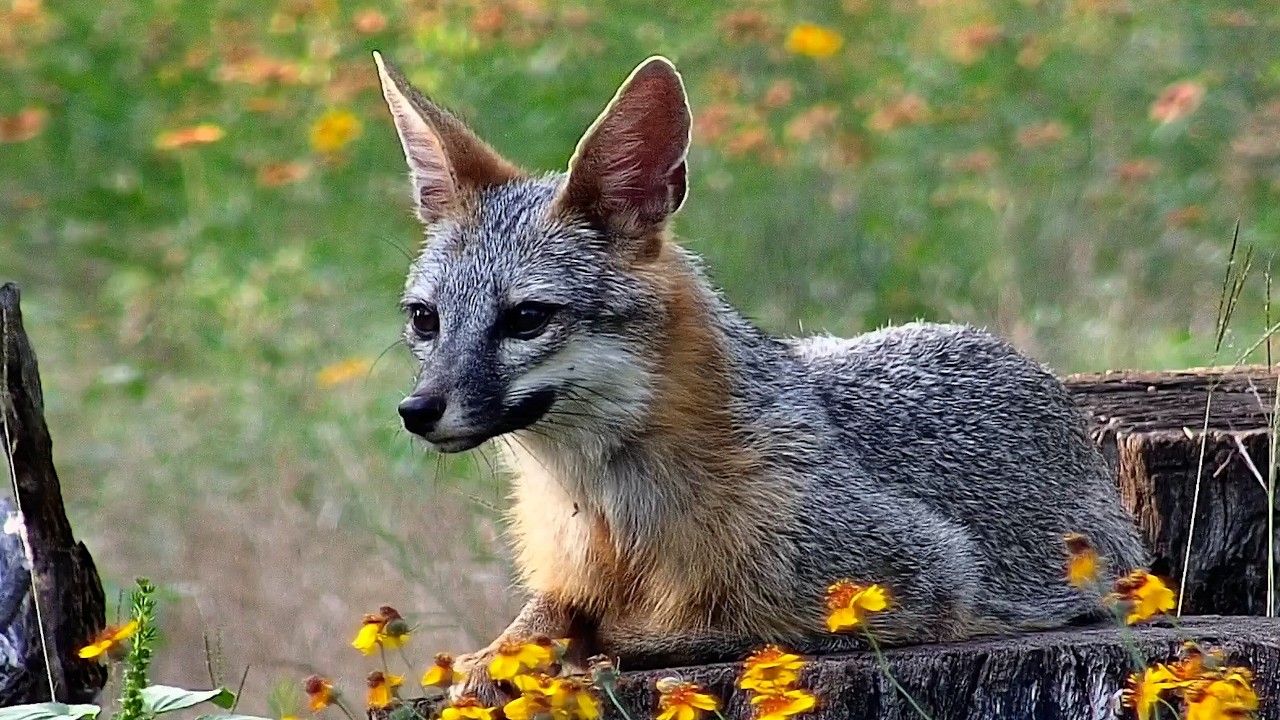 Why did the foxes cross the trail (and how many times?!)